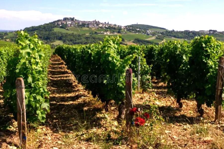 O' Coin Du Beaufol Vila Sancerre Exterior foto
